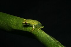 Aplastodiscus eugenioi