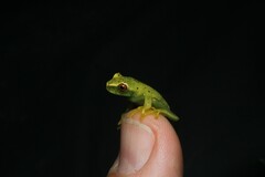 Aplastodiscus eugenioi