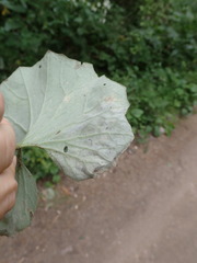 Acidia cognata