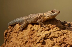 Tropidurus