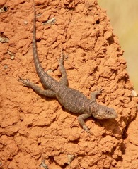 Tropidurus