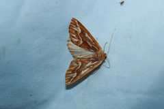 Caripeta piniata