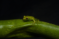 Aplastodiscus eugenioi