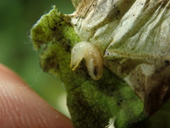 Acidia cognata