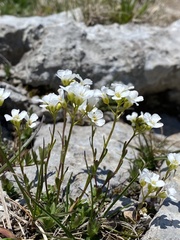 Arabis scopoliana
