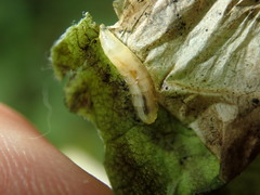 Acidia cognata