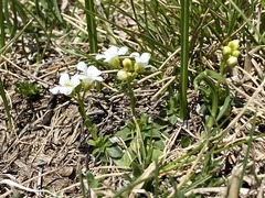Arabis scopoliana