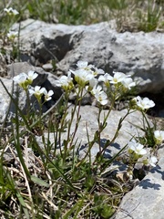 Arabis scopoliana