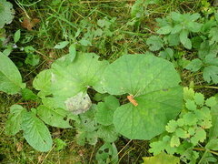 Acidia cognata