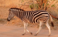 Equus quagga chapmani
