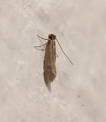 Tineinae