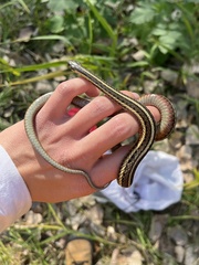 Thamnophis butleri