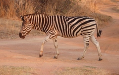 Equus quagga chapmani