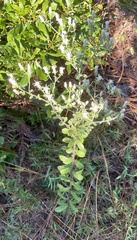 Sericocarpus tortifolius