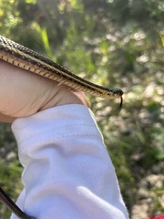 Thamnophis butleri