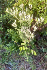 Sericocarpus tortifolius