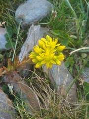 Petrosedum rupestre