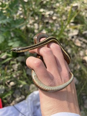 Thamnophis butleri