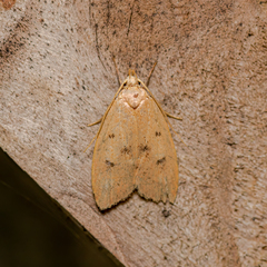 Machimia tentoriferella