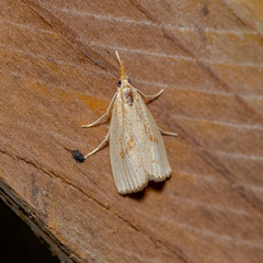 Agriphila ruricolellus