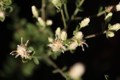 Sericocarpus tortifolius