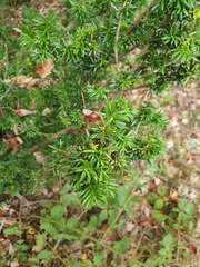 Taxus canadensis