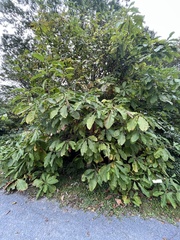 Magnolia tripetala