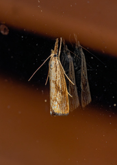 Agriphila ruricolellus