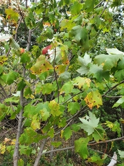 Acer saccharum