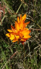 Ixia maculata