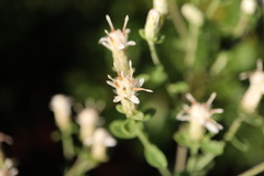 Sericocarpus tortifolius