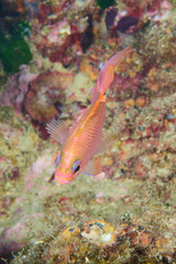 Anthias anthias