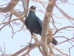 Lamprotornis australis