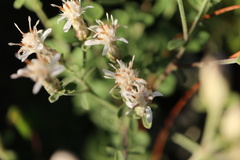 Sericocarpus tortifolius