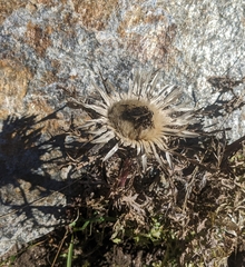 Carlina acaulis