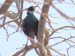 Lamprotornis australis