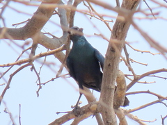 Lamprotornis australis