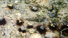 Gobius niger