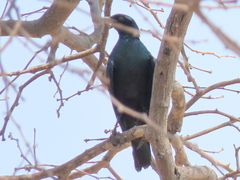 Lamprotornis australis