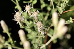 Sericocarpus tortifolius