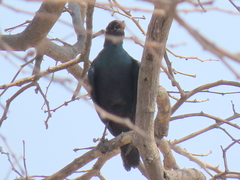Lamprotornis australis