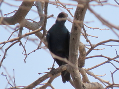 Lamprotornis australis