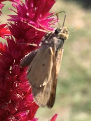 Atalopedes campestris