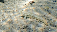 Gobius niger