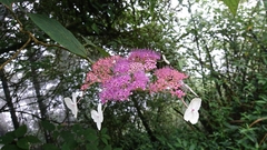 Hydrangea aspera