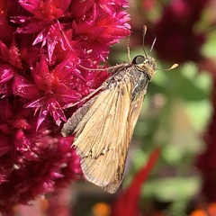 Atalopedes campestris