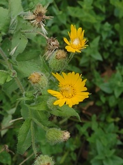 Heterotheca inuloides