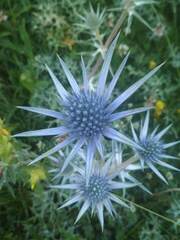 Eryngium bourgatii
