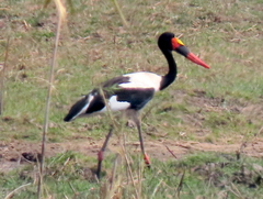 Ephippiorhynchus senegalensis