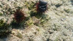 Parablennius tentacularis